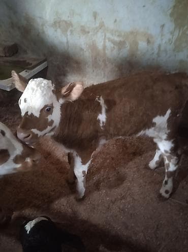 Digər heyvanlar: Dana, buzov, Dişi, ay: 1, Damazlıq, Ünvandan götürmə — 5