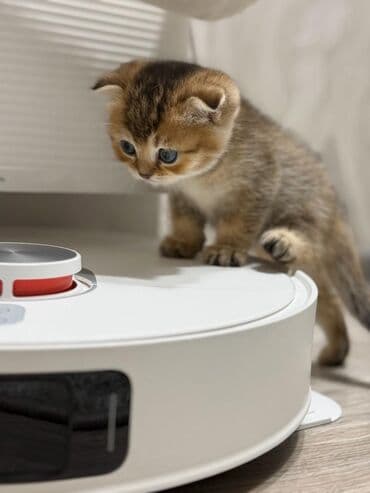 Устройства для борьбы с вредителями: Ana_Silver Chinchilla Ata: Golden, uzun tüklü Silver Hər iki valideyn — 1