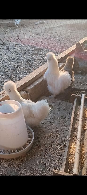 yumurtayan toyuq: Toyuq, Damazlıq — 6