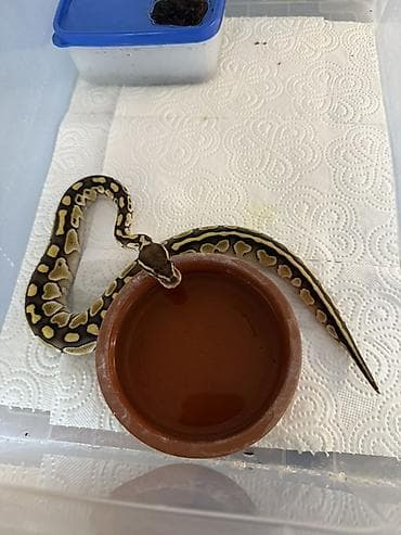 Heyvanlar üçün mallar: Məhsul: Kral piton (Ball Python) – sarı-krem naxışlı, tünd qəhvəyi — 1