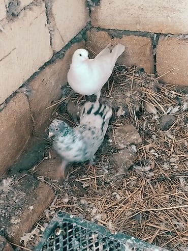 Quşlar: Mətn: Əbrəş erkək və ağ mayası olan hazır cüt göyərçin. Yumurtaya — 3