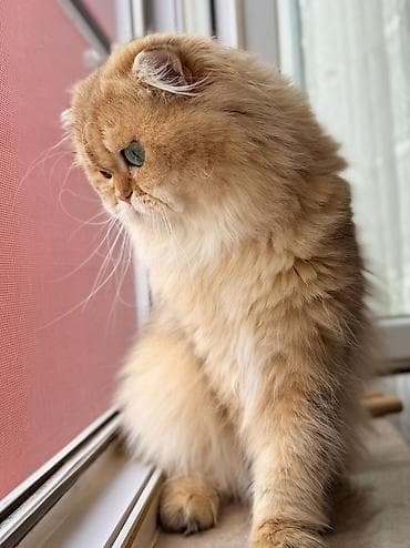 Qızıl şinşilla, Erkək, Cütləşmə üçün