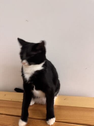 тап аз кошки: Самка, В добрые руки — 7