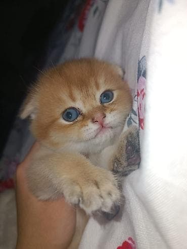 pişim: Şotland — 6