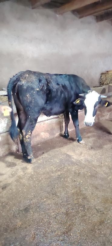 cins buzovların satışı: Dişi düyə damazlıq südlük ətliyə yararlıdır Ünvan Novxani — 4