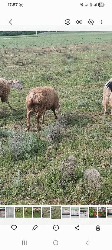 heyvan mal: Salam çox təcili Goranboy rayonunda kom qoyun satilir . 52 baş qoyun — 2