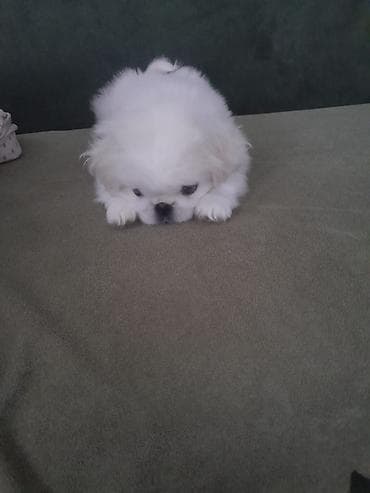 İtlər: Pekines, 2 ay, Erkek, Peyvəndli — 2