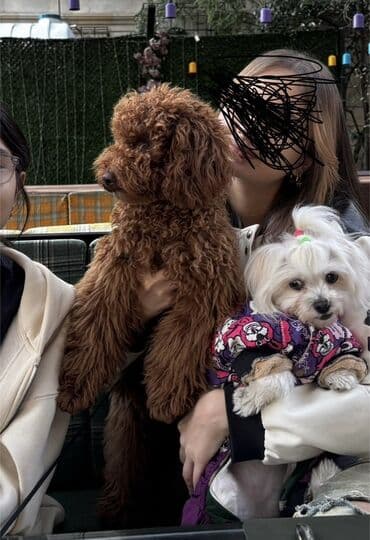 heyvan bazarı: Pudel, Erkek — 3