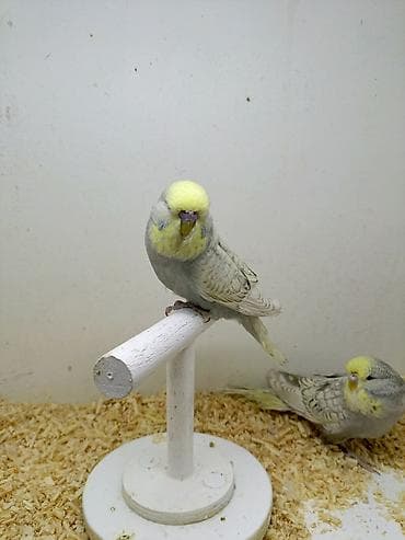 feniks quşu: 3 ay yarmlıg quşlardı Təmiz qan jumbolardı Erkək dişi dir Qiymət — 4