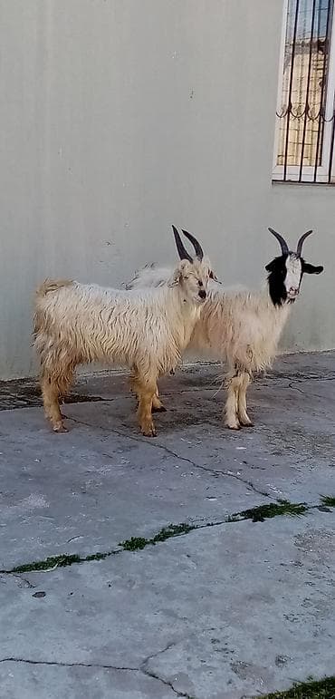 Salam 1 erkek 1 dişi çepişlerdi 10 aylıqdılar real alıcılar zeng lalafo.az -da Salam 1 erkek 1 dişi çepişlerdi 10 aylıqdılar real alıcılar zeng