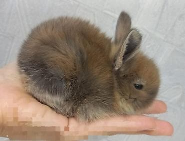 heyvan meymun: Cins boyumeyen dovşan balalari. Tek ve top satilir. Çatdirma metro ve — 6