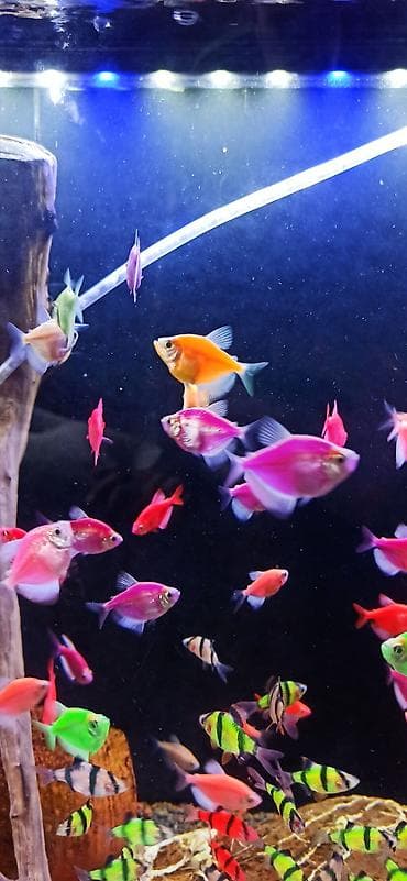 smental dana: Glofish, Sülhsevər — 2