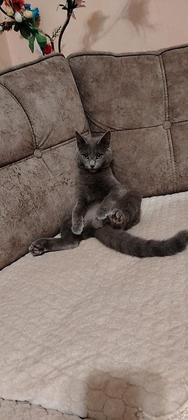 Rus mavi, Yaxşı əllərə — 2