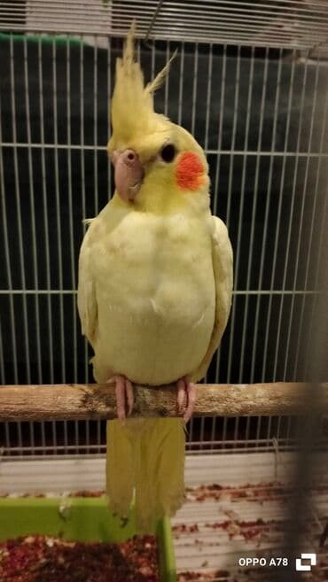 quzu şəkilləri: Nimfa tutuquşuları (Cockatiel cütlük) Sarı tək başına 50 Qara — 1