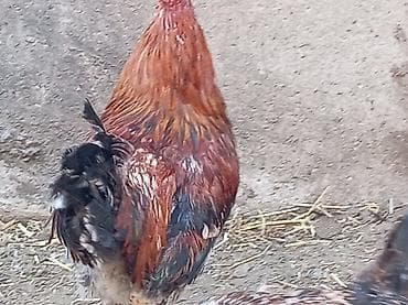 it dami satilir: Məhsul: Xoruz Salam serebist xoruzdu tam sağlam öz he yetimin heyvandi — 2