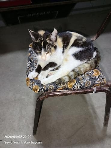 xacmaz heyvan bazari: Dişi, Yaxşı əllərə — 9