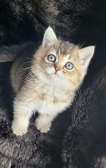 pulsuz pisiy: Britan — 9