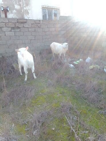 ZİL: Cütü 630 manata keçiler satılır istəyən olsa yazsın video sun atım — 8