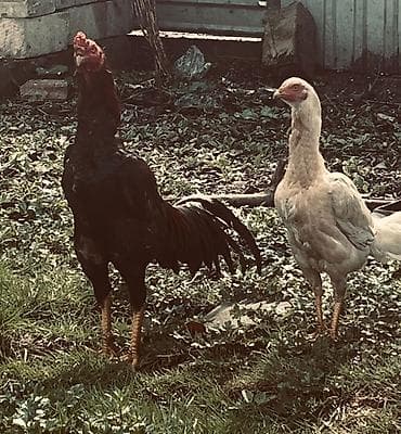 Коровы, быки: Куриные цыплята, Для разведения — 2