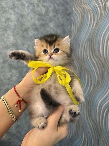 british shorthair: Britan — 1