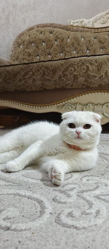 Şotland yastı qulaq, Dişi, Cütləşmə üçün
