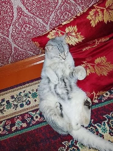 at yorga: Tabbi, Erkək — 2