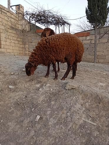 qala qoyunlar: Erkək, Qala, il: 1, 55 kq, Damazlıq, Ünvandan götürmə — 1