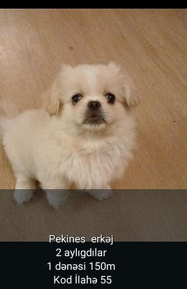 afcarka itləri: Pekines, 1 ay, Erkek — 2