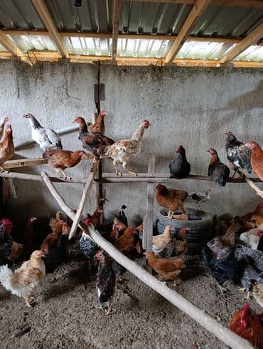 kent cüceleri: Toyuq cücələri, Damazlıq, Ödənişli çatdırılma — 6