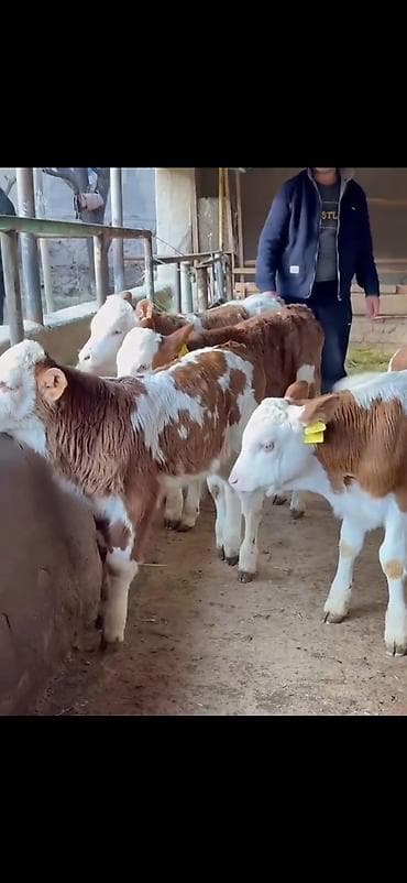 Pişiklər: Simental tipli buzovlar – ət və süd istiqamətli damazlıq potensialı — 5