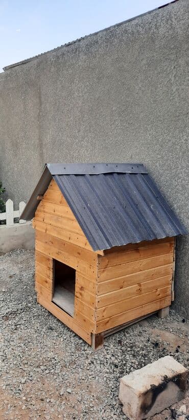 it üçün manej: Belçika çoban iti, 10 ay, Erkek, Ünvandan götürmə — 2