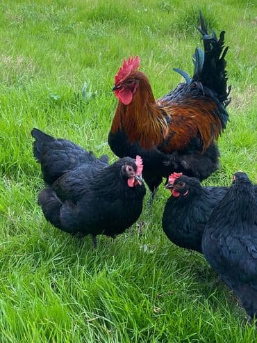 zümrüd ördək: Tek 100 ayam zemani cut 200m .qap — 13