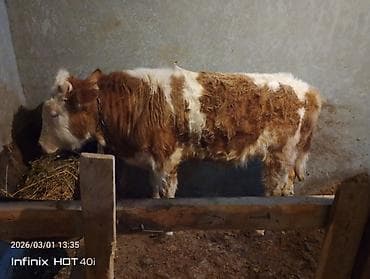 Гуси: Məhsul: Mal-qara (dana) Təsvir: - Şəkildəki heyvan qırmızı-ağ rəngli — 1