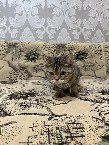 pudel bala: Britan, Dişi, Yaxşı əllərə, Ödənişli çatdırılma — 2