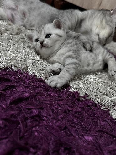 boz pişik adları: Şinşilla, Erkək, Dişi, Yaxşı əllərə, Pulsuz çatdırılma — 3