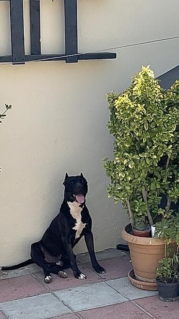 cütlə: Pitbul, 2 il, Erkək, Cütləşmə üçün, Ünvandan götürmə — 3