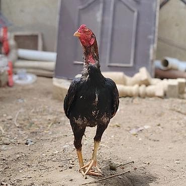 döyüş xoruzu: Salam Aleykum. Allah hamının malına bərəkət versin. Saf qan beçə 9 — 4