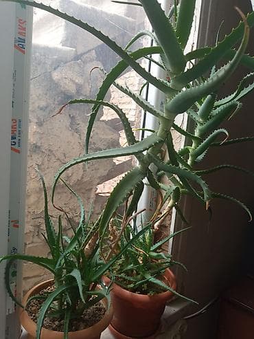 təbii dibçək gülləri: Aloe vera (sukulent) otaq bitkisi - Növlər: klassik aloe (şirəli — 2