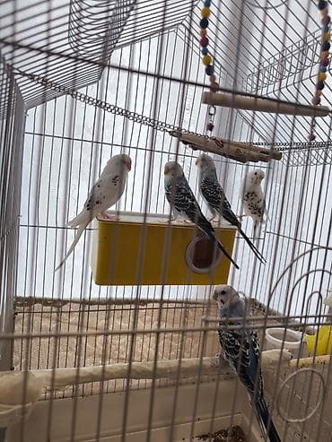 kənd təsərrüfatı heyvanları: Məhəbbət quşları satilir 1-i 10 manat unavan
Naxçıvan — 2