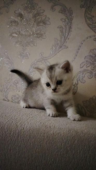 Şinşilla, Dişi, Yaxşı əllərə, Ünvandan götürmə