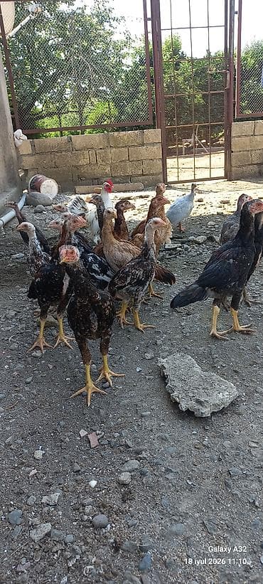 Təmiz qan 2 aylıq tam sağlam daş pipik,badam pipik heyratılar.Unvan — 2