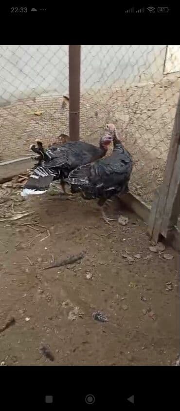 Dişi, Damazlıq, Ünvandan götürmə