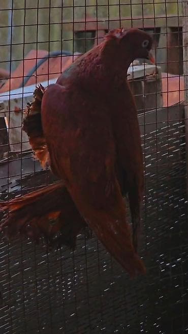 ordekler: Erekwy bala veren qan qirmzi — 3