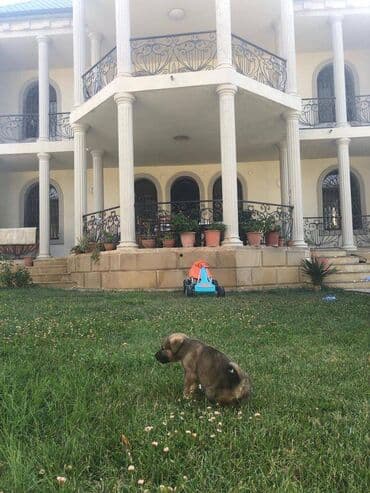 аренда дачи с бассейном: 8 комнат, 500 м², Средний ремонт — 3