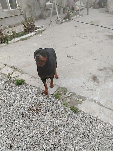 qara afçarka: Rotveyler, 11 ay — 4