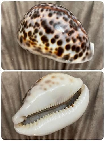 Dekorativ dəniz ilbizinin qabığı – Cypraea (cowrie) tipli - Material lalafo.az -da Dekorativ dəniz ilbizinin qabığı – Cypraea (cowrie) tipli - Material