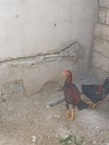 kend toyugu: Toyuq, Damazlıq — 2