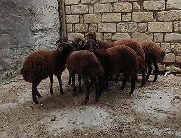 Qala quzular satlı 5 Erkek 5 Dişi lalafo.az -da Qala quzular satlı 5 Erkek 5 Dişi