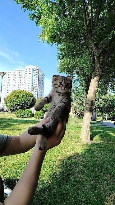 erkey pisik adlari: Şotland — 8