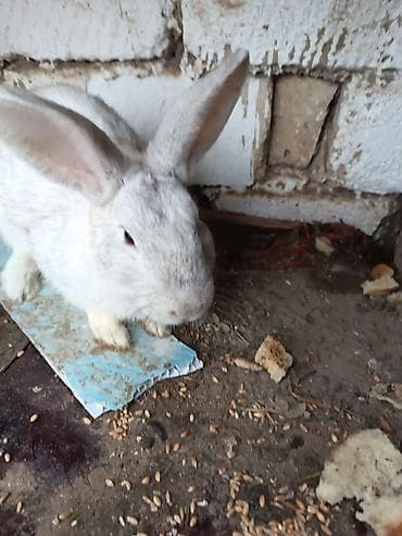 Сельхоз птицы: Saglam heyvanlardi bir erkey iki disidi istesen maraqlana biler — 2